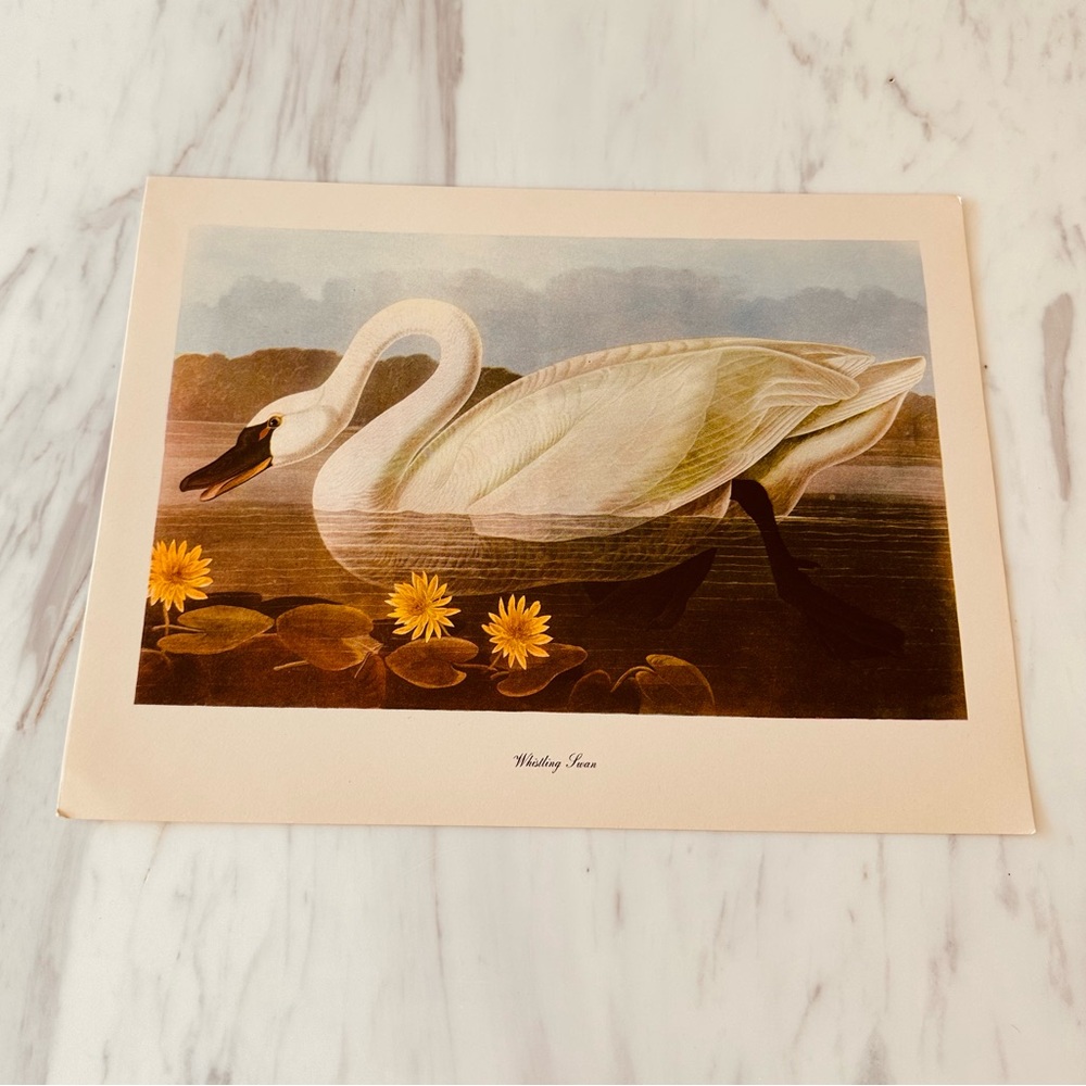 Vintage Swan Print